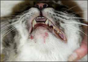 Jerawat Kucing: Penyebab dan Cara Mengatasinya