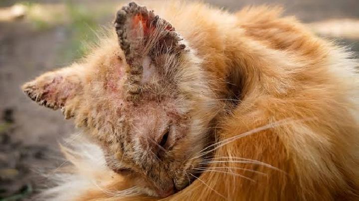 Penyakit Scabies pada Kucing!